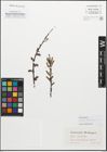 Foto von Salix myrsinifolia Salisb.